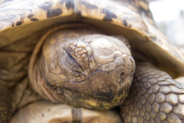 亀のアップ