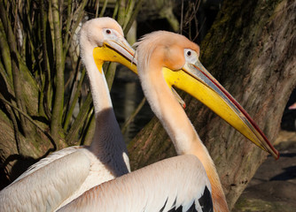 white Pelican, Pelecanus onocrotalus