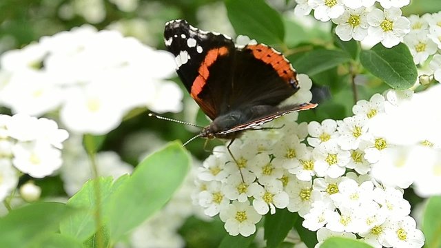 Butterfly Extract Pollen of Flowers