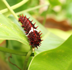 golden birdwing caterpillar eating plant