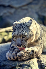 Fototapeta premium Irbis rare mountain cat