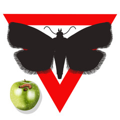 Codling moth, cydia pomonella