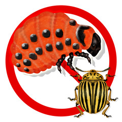 Colorado Potato Beetle, leptinotarsa decemlineata