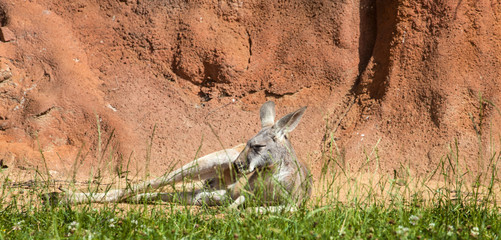 Red Kangaroo, Megaleia rufa