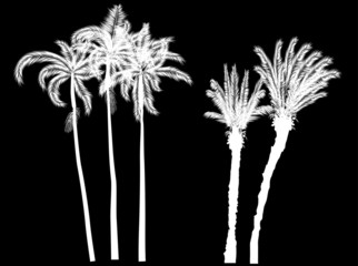 five palm trees isolated on black background