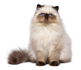 Mignon chaton persan colourpoint seal est assis frontal
