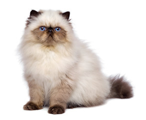 Cute 3 month old persian seal colourpoint kitten is sitting