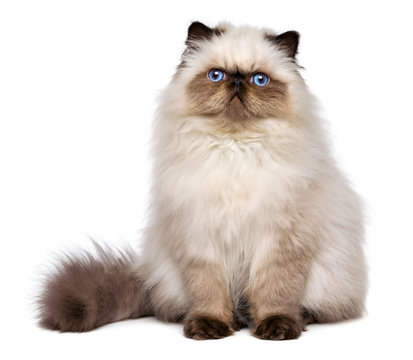 Cute persian seal colourpoint kitten is sitting frontal - Powered by Adobe