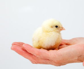 Baby chicken in hand