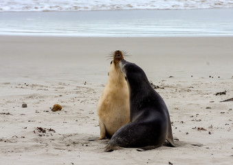 Australian Sea lion, Neophoca cinerea