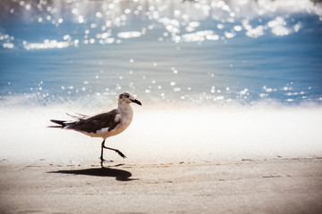 Seagull walking on Virginia Beach