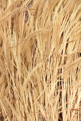 dry weeds heap on the ground