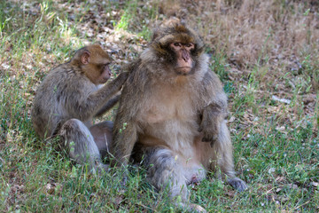 Barbary macaques, Macaca sylvana