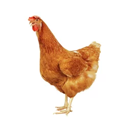 Photo sur Plexiglas Poulet corps entier de poulet brun poule debout isolé fond blanc