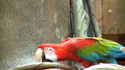A Red Macaw perched at a zoo.