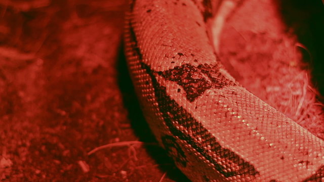 Crawling Python Muscles