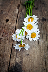 Obraz premium Chamomile