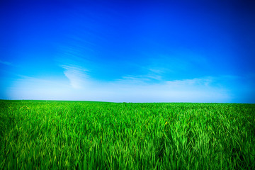 Beatiful morning green field with blue heaven