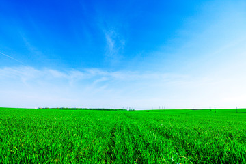 Beautiful spring field with the blue sky