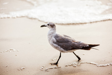 Seagull walking on Virginia Beach
