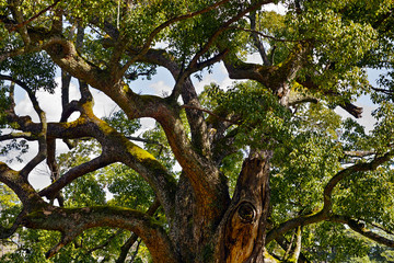 松江城のクスノキ