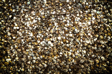 Group of seashells