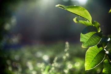 Fototapeta na wymiar green leaves with sun