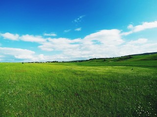 Fototapeta premium Green field