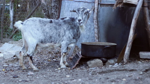 Domestic She-Goat Eating