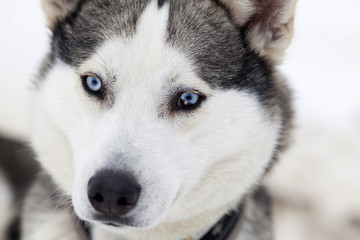 Husky portrait