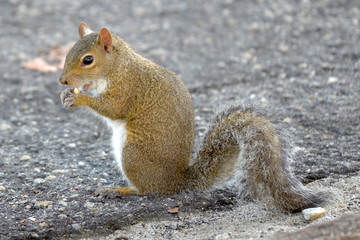 Grauhörnchen / Eichhörnchen