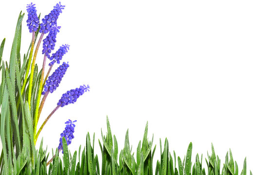 grape hyacinth flowers with dew drops