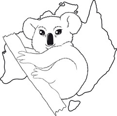 koala