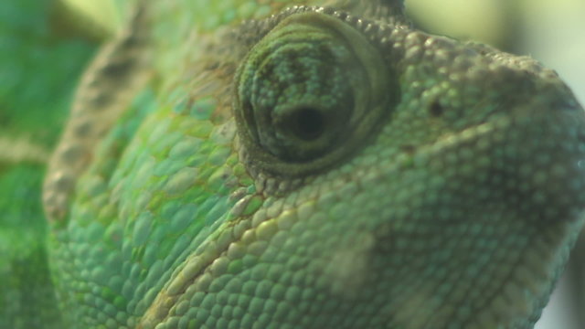Eyes of Chameleon