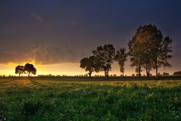 Fototapeta na wymiar Trees and sunset on field