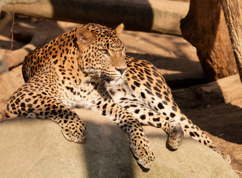 male leopard Ceylon  Leopard, Panthera pardus kotiya,