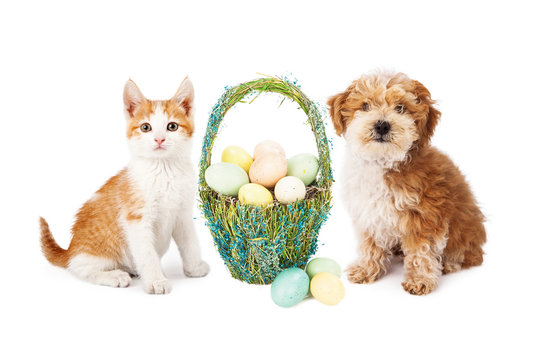 Easter Puppy Dog and Kitten