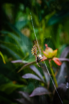 wasp spider eating bee on web