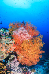 Fototapeta na wymiar Colorful sea fans on a tropical reef