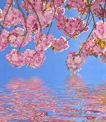Obrazy na Szkle  drzewo sakura