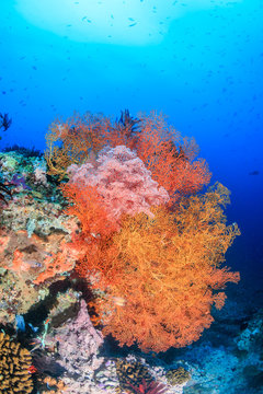 Colorful sea fans on a tropical reef