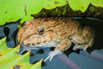 Frog in the pond.