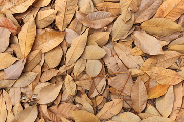Fallen autumn leaves in the rubber tree park