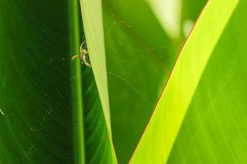 Spider on web