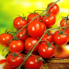 bunch of red tomatoes on a green background