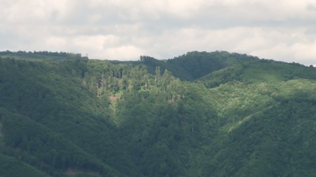 Forest on Moountain Slopes