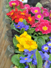 parterre de primevères