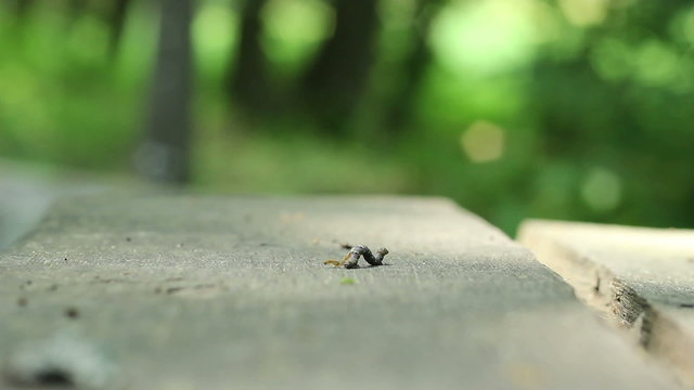 Forest Canker Worm
