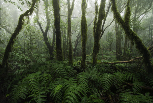 Fototapeta Rain forest
