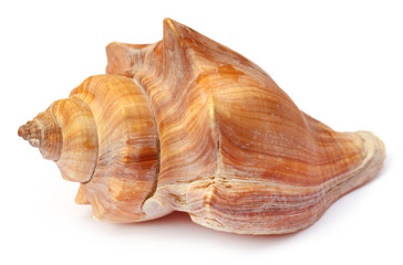 Snail shell